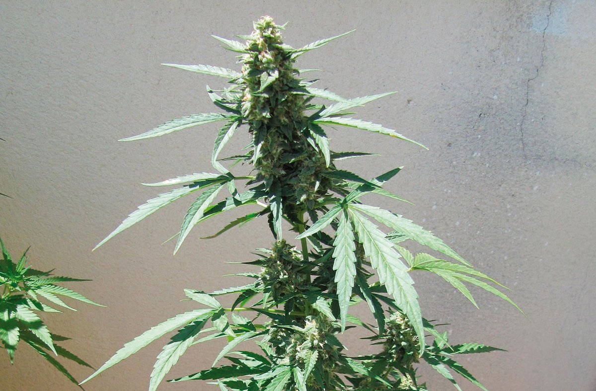 CannabisMagazin's tweet photo. Guía completa para el cultivo exterior de cannabis autofloreciente en verano
El verano es, sin lugar a duda, la mejor época para el cultivo de #autoflorecientes #cannabisautofloreciente #marish
https://t.co/DvFIMpz8Ox https://t.co/5W1C05DfBA