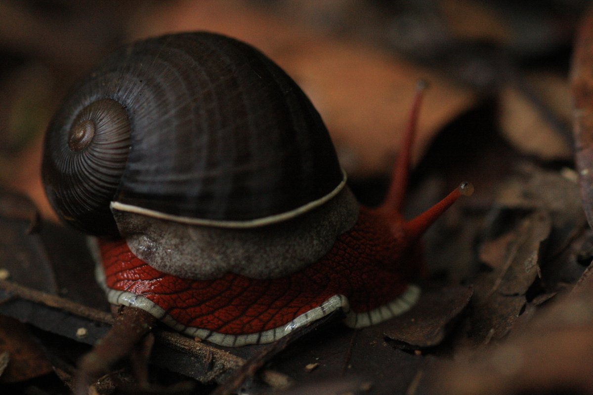 iNaturalist tweet media