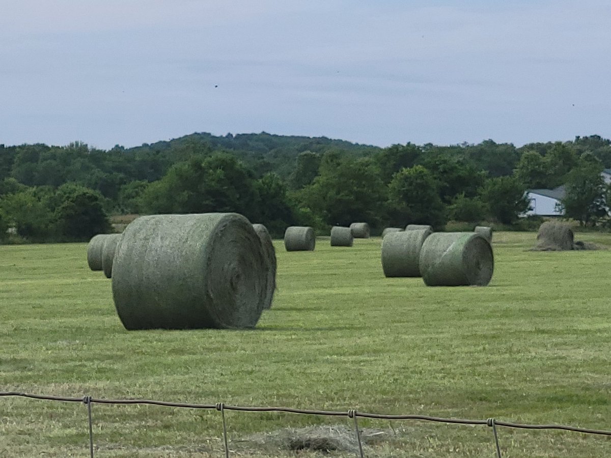 MUExtCassAg's tweet photo. Hay season is in full swing.  After 2 plus years of drought in west central Missouri, livestock producers are pleased to have plentiful forage to harvest. #2xAg2030 #ExtendMU https://t.co/FrglaCCHTh
