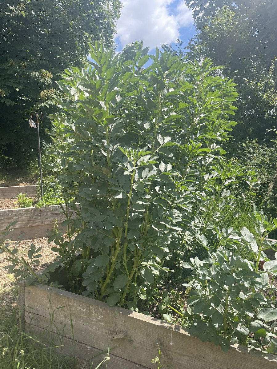 ruthlf77's tweet photo. 🌿☀️ What better way to showcase #BigGreenWeek! Lovely tour around Sidmouth Food Forest—exploring the food production potential of small woodlands and garden corners. 🌱 Support green initiatives and get involved! last Sunday afternoon every month! https://t.co/bDVcmZmCY4 https://t.co/sm7rrru67L