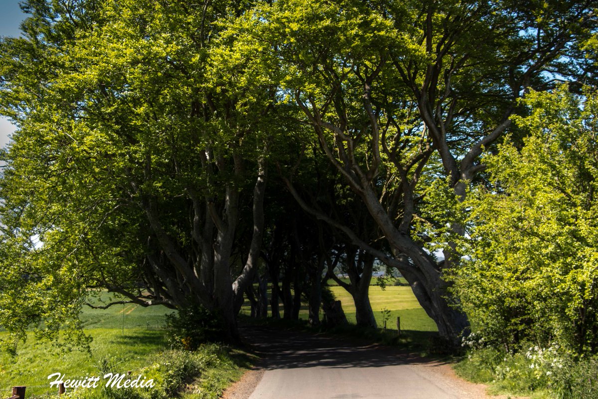 WanderLust1280's tweet image. If you are a fan of the Game of Thrones, you will probably recognize the Dark Hedges.  Learn more about this amazing place in my Dark Hedges Visitor Guide. #Travel #NorthernIreland #DarkHedges #GameOfThrones #BeautifulLandscapes #TravelPhotography  wanderlustphotosblog.com/2018/07/14/dar…