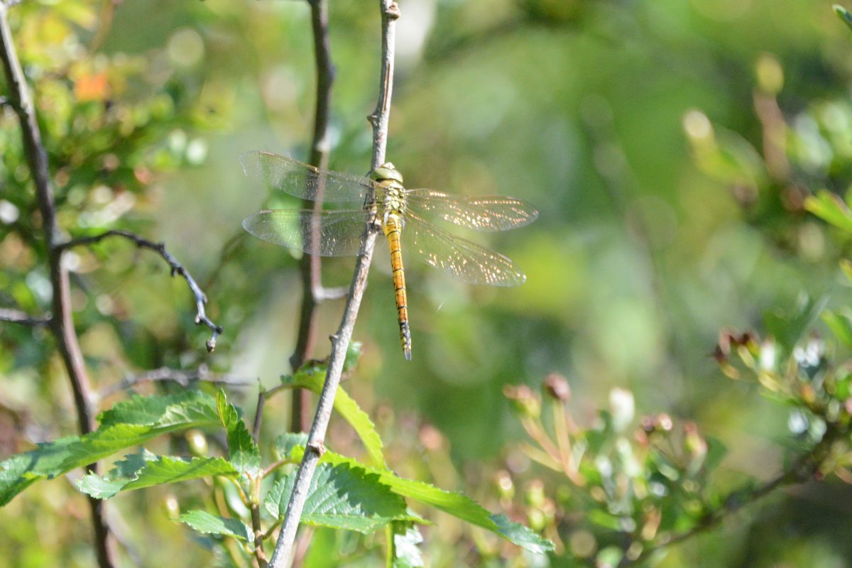 PeterBlanche23's tweet photo. Photos taken yesterday. (09/06) I am no Dragonfly expert but I am reliably informed that this is a teneral Southern Migrant Hawker. Found in The Elms at Sandwich Bay, Kent. (correction from an earlier post) https://t.co/n4E0HFKz7M