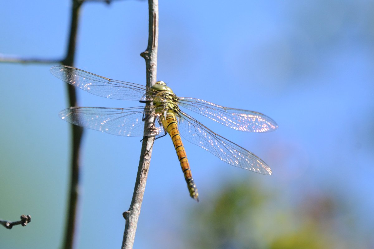 PeterBlanche23's tweet photo. Photos taken yesterday. (09/06) I am no Dragonfly expert but I am reliably informed that this is a teneral Southern Migrant Hawker. Found in The Elms at Sandwich Bay, Kent. (correction from an earlier post) https://t.co/n4E0HFKz7M