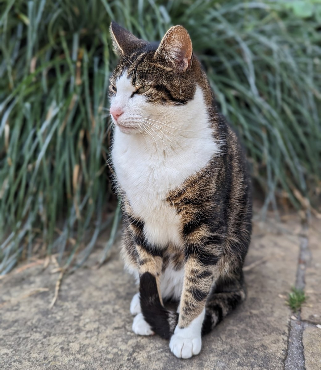 It's the final week of Trinity Term, exams are drawing to an end and the merry sound of 'trashings' echoes around the front quad.

Walter is keeping a close eye on proceedings: strictly *water only* (preferably warm!) when trashing finalists please! And DO NOT douse the cat!