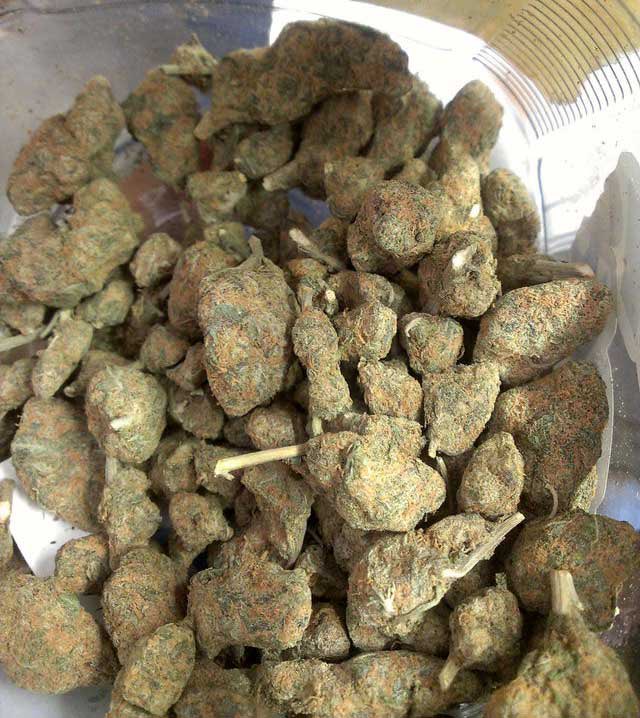 DrewIsSharing's tweet photo. As hard as it is to tell PGR just by a photo, this is a much better example of what real PGR nugs look like

They will be rock hard (like hit against a table and it dents the table), have lots of orange hairs
Have no smell, and have no taste. https://t.co/hPHV0GZJQ4