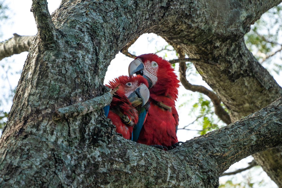 RewildingArg's tweet photo. LOS PICHONES DE GUACAMAYO ROJO SIGUEN CRECIENDO EN IBERÁ · Con poco más de seis meses de vida, los pichones de Nioky y Sopa ya comenzaron a independizarse, consumiendo sus primeros frutos nativos, además del alimento que les regurgitan sus padres. https://t.co/t5ifoMENqG