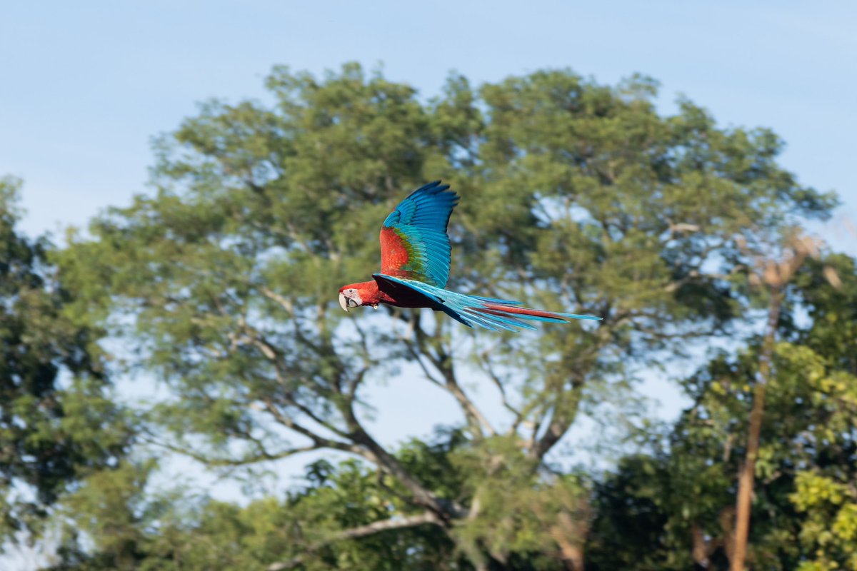 RewildingArg's tweet photo. LOS PICHONES DE GUACAMAYO ROJO SIGUEN CRECIENDO EN IBERÁ · Con poco más de seis meses de vida, los pichones de Nioky y Sopa ya comenzaron a independizarse, consumiendo sus primeros frutos nativos, además del alimento que les regurgitan sus padres. https://t.co/t5ifoMENqG