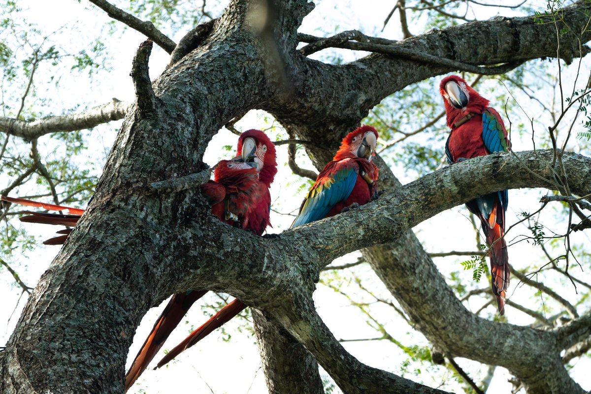 RewildingArg's tweet photo. LOS PICHONES DE GUACAMAYO ROJO SIGUEN CRECIENDO EN IBERÁ · Con poco más de seis meses de vida, los pichones de Nioky y Sopa ya comenzaron a independizarse, consumiendo sus primeros frutos nativos, además del alimento que les regurgitan sus padres. https://t.co/t5ifoMENqG