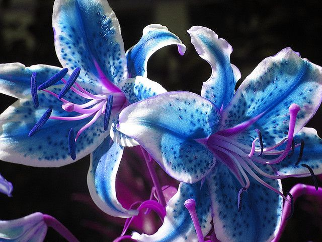 lavieestbelIe's tweet photo. Blue stargazer lilies https://t.co/2i13Hf41xl