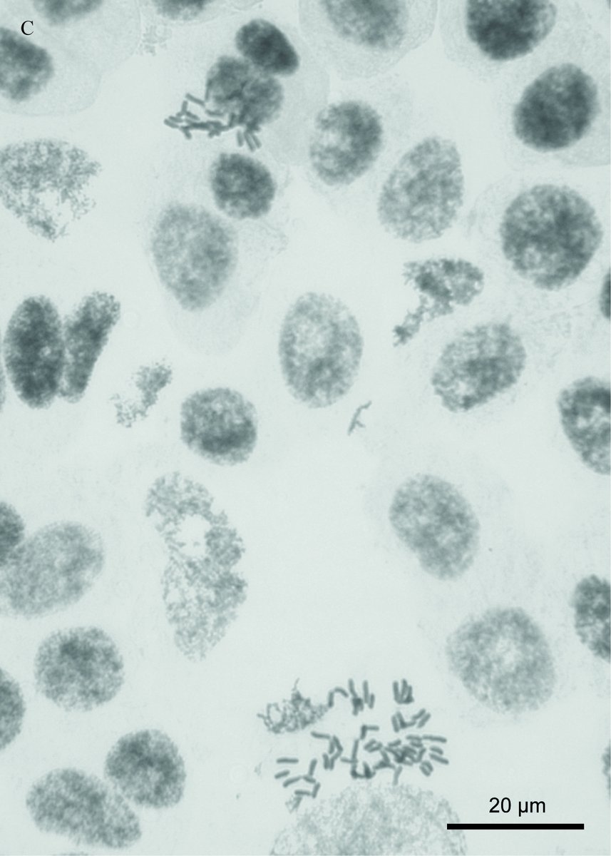 Botanical Society of America (@botanical_) on Twitter photo From #AppsPlantSci's upcoming #Polyploidy special issue🌿
Unfurling an improved method for visualizing mitotic chromosomes in #ferns (by <a href="/MariaRamirezC16/">Rosa Ramírez</a>, <a href="/FernDoctor/">Amanda Grusz, Ph.D.</a>, <a href="/carayaj/">Cristian Araya-Jaime (CA)15</a> et al)
bsapubs.onlinelibrary.wiley.com/doi/full/10.10… <a href="/wileyplantsci/">Wiley Plant Science</a> #iamabotanist #cytology #botany From #AppsPlantSci's upcoming #Polyploidy special issue🌿
Unfurling an improved method for visualizing mitotic chromosomes in #ferns (by <a href="/MariaRamirezC16/">Rosa Ramírez</a>, <a href="/FernDoctor/">Amanda Grusz, Ph.D.</a>, <a href="/carayaj/">Cristian Araya-Jaime (CA)15</a> et al)
bsapubs.onlinelibrary.wiley.com/doi/full/10.10… <a href="/wileyplantsci/">Wiley Plant Science</a> #iamabotanist #cytology #botany