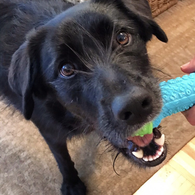 From the Be the Dog archives: Express Unbridled Enthusiasm! rickiheller.substack.com/p/zoey-at-the-…