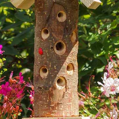 woordlicht's tweet image. Zomer betekent veel insecten. Lieveheersbeestjes zijn natuurlijke vijanden onder meer witte vlieg en bladluis. moestuinierenmetkinderen.nl/product/insect…
Lezers van de moestuinmail ontvangen 10% korting. Nog geen meelezer? Je kunt je hier opgeven!
moestuinierenmetkinderen.nl/aanmelden-moes… #moestuintips #moestuin
