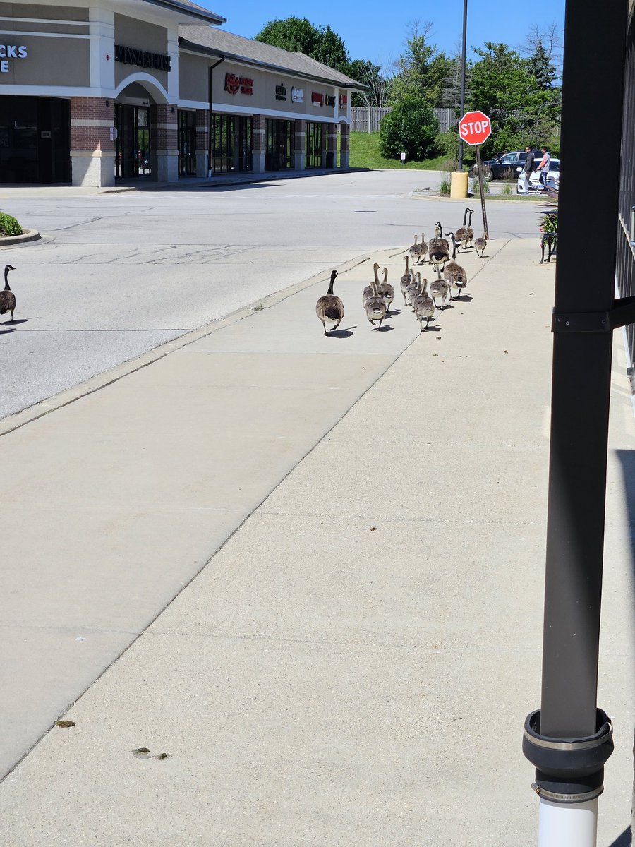 Beautiful day to take the family out for a stroll!
