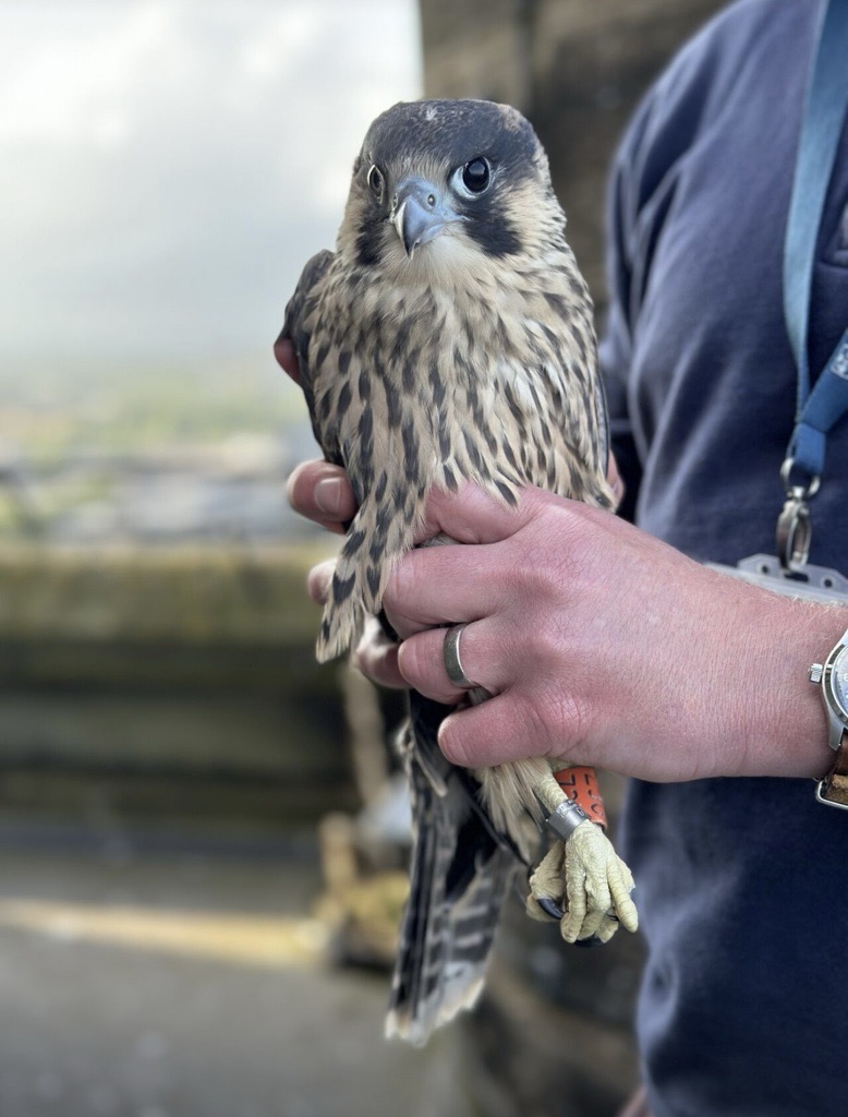 One of our <a href="/UofGlasgow/">University of Glasgow</a> Peregrine Falcon chicks took a wee tumble this weekend, but our fabulous team quickly returned the chick to the nest safely. 🪺

Tune into <a href="/BBCSpringwatch/">BBC Springwatch</a> live on BBC2 at 8pm tonight to see the Falcons make their small screen debut! 💙 #TeamUofG