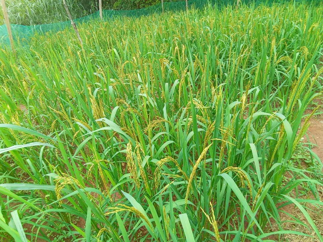 #Technologies to #FeedAfrica tweet media