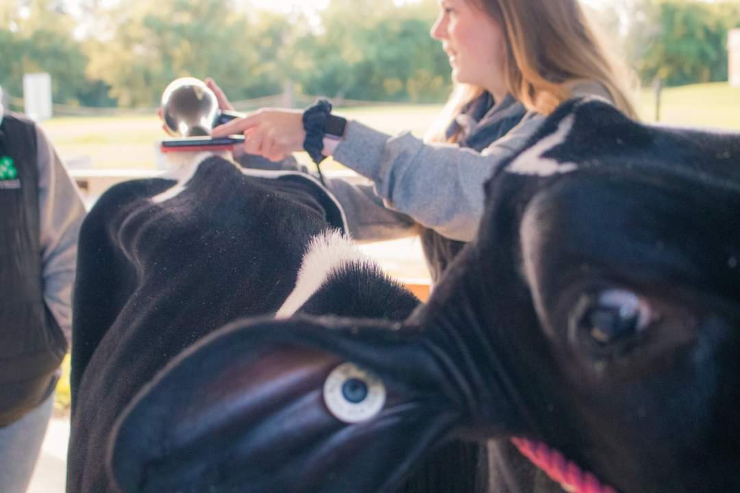 It takes a lot of work to get calves ready to show! The youth participating in the Beef &amp; Dairy shows will wash and clip their calves on the Fairgrounds, to make sure they are clean and ready to judge!

#MooMonday