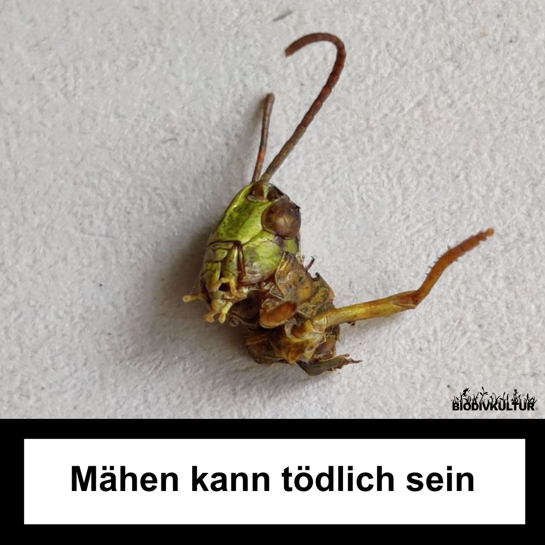 #Mähen kann für #Insekten tödlich sein.