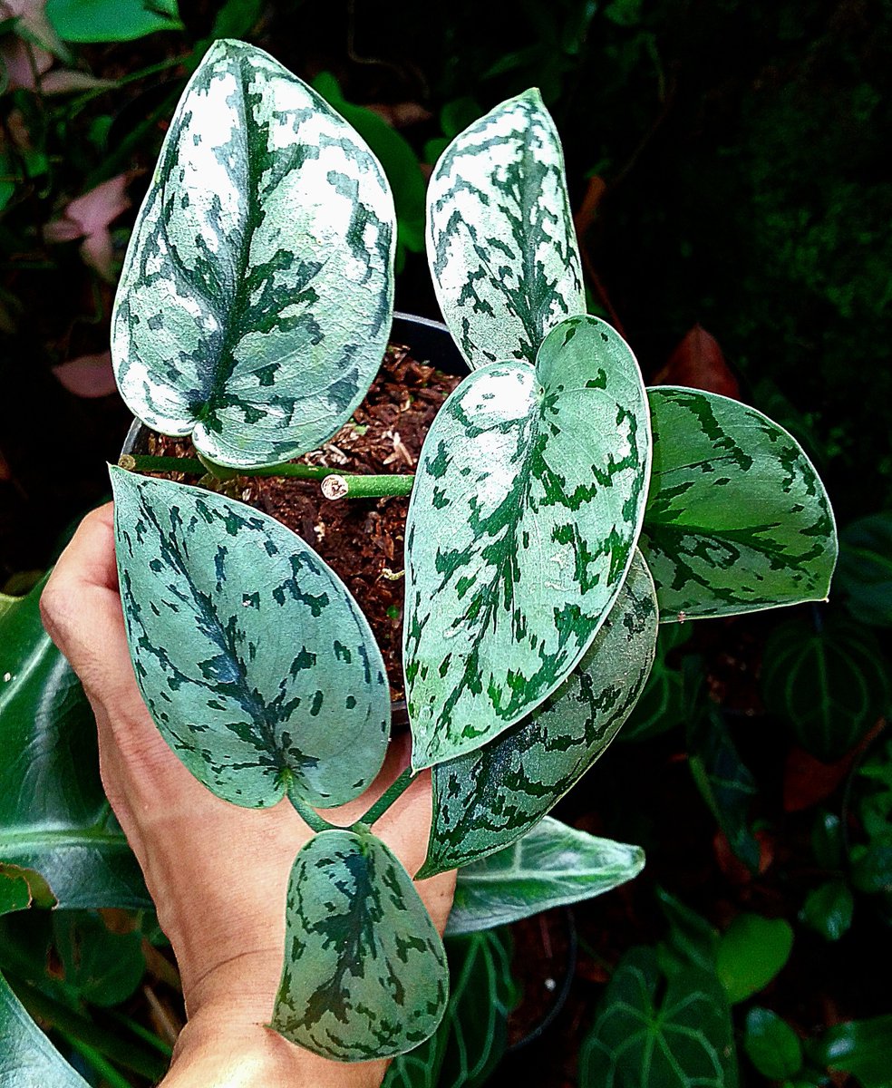 indonesianplant's tweet photo. Scindapsus silver lady 

#repost https://t.co/Rda2vtyiUX