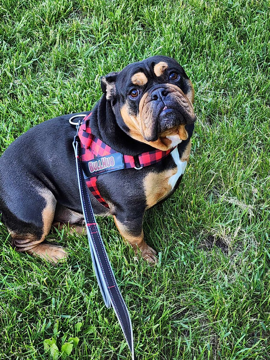 n4rwh4ls's tweet photo. A rare Bean has appeared

#BennyBean #BenedictTheBulldog #englishbulldog https://t.co/FYFVrwoeBO