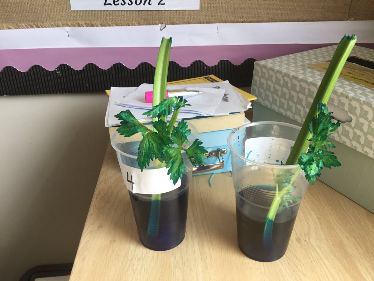 SSilas3_4S's tweet photo. The Celery Experiment! We placed sticks of celery in coloured water to explore the process of water transportation in plants. It didnβt take too long for the coloured water to travel through the celery and turn the leaves blue! #SilasScience https://t.co/SZoQDwh6gX