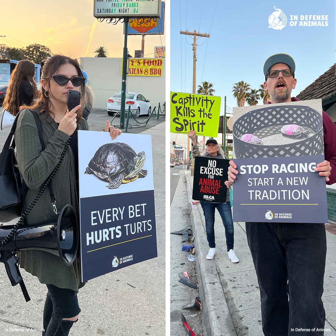 IDAUSA's tweet photo. #Brennans was established in 1972 &amp; has been holding #TurtleRaces since 1975. It 's a crowded venue that subjects turtles to the shouts &amp; screams of a boisterous crowd. We just held a demonstration this weekend &amp; check out the protest from before that: https://t.co/OjSUaX2tyT https://t.co/1twxBmQnYh