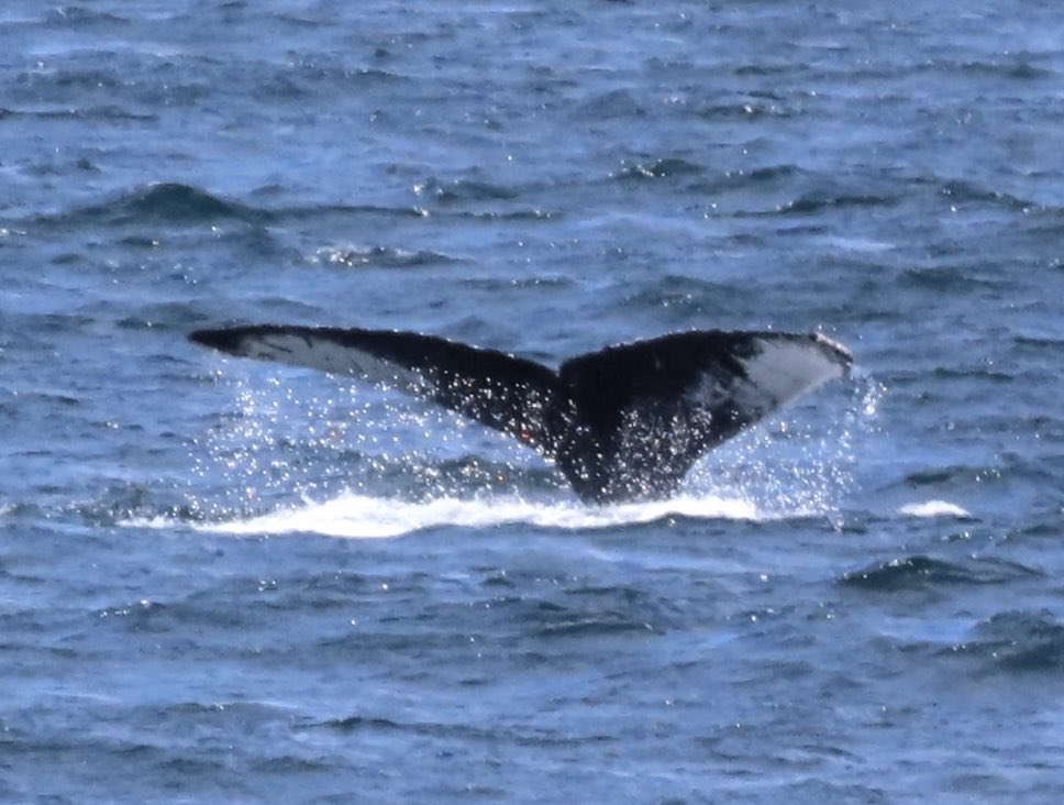 Thanks to all the participants for a great #LHCP2024 conference! We hope you enjoyed the conference and your excursions on Saturday. 

Here’s a snapshot from the whale watching excursion 🐳 (photo credit: Dave Charlton)!