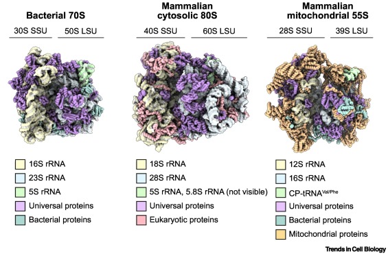 Unique architectural features of mammalian mitochondrial protein synthesis dlvr.it/T854Mm