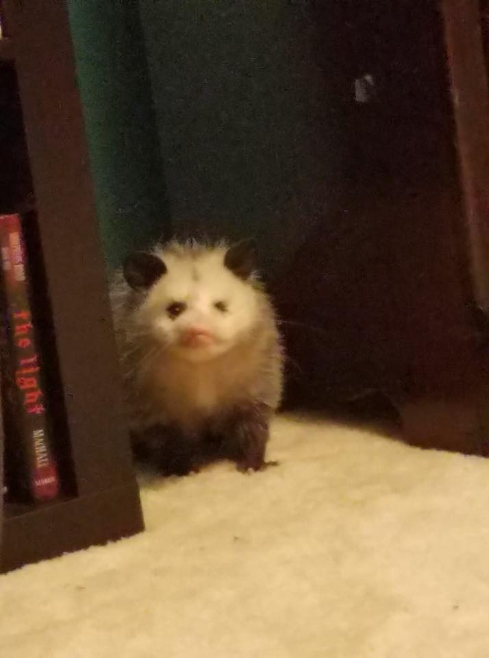 PossumEveryHour's tweet image. 