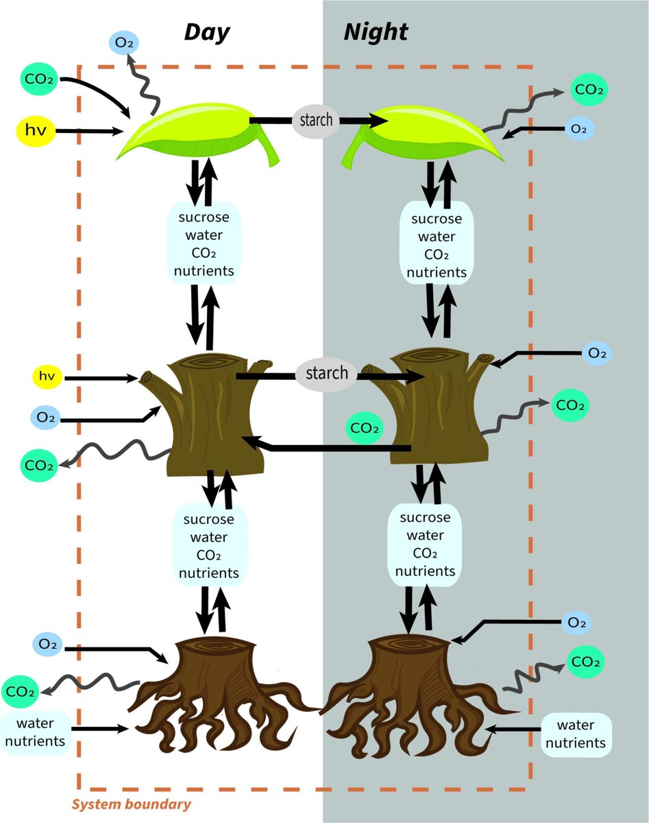 insilicoplants's tweet photo. NEW!
A Multi-Tissue Genome-Scale #Model of #Poplar Elucidates Overexpression Targets for Improving #Drought Tolerance
by Juliana Barbosa @BowTie_PhD Patrick Suthers, Sara Jawdy, Jin-Gui Chen, Wellington Muchero and Costas Maranas
https://t.co/lAEY8o5li3 https://t.co/1ztZKTZIUt
