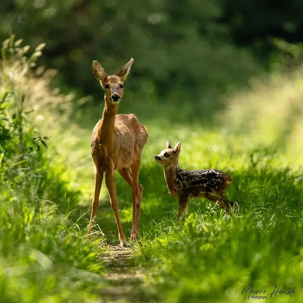 amlie11_amelie's tweet photo. Beautiful 😍Dream picture👍‼️🙌👏🙌👏🙌I've been wanting it for a long time👍🙋♀️‼️
#ree #reewild #roedeer #wildfotografie #wildlifephotography #wildlife #dutchwildlife #natuurfotografie #naturephotography #roedeerphotography #animalphotography #naturfotografie https://t.co/X3xlD5DcwE