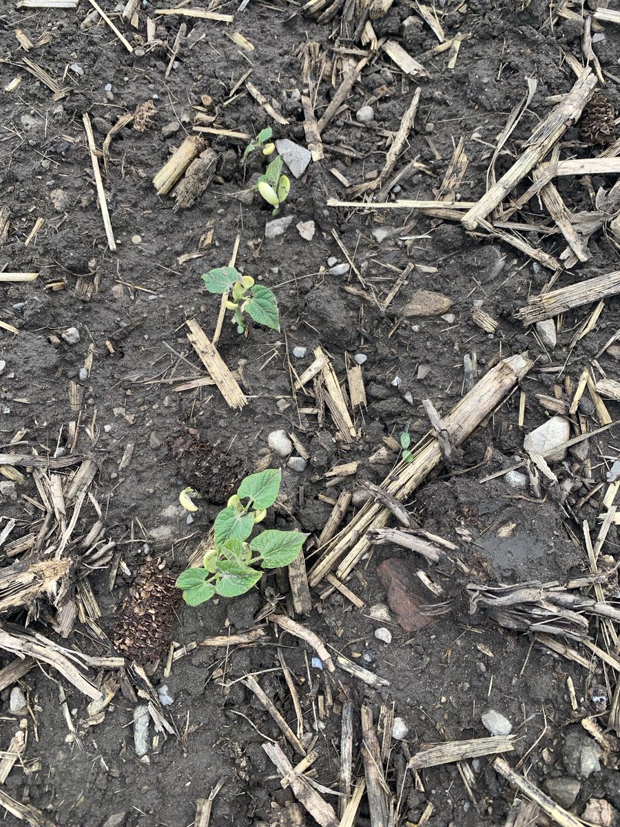 White beans emerged that were planted June 1st.