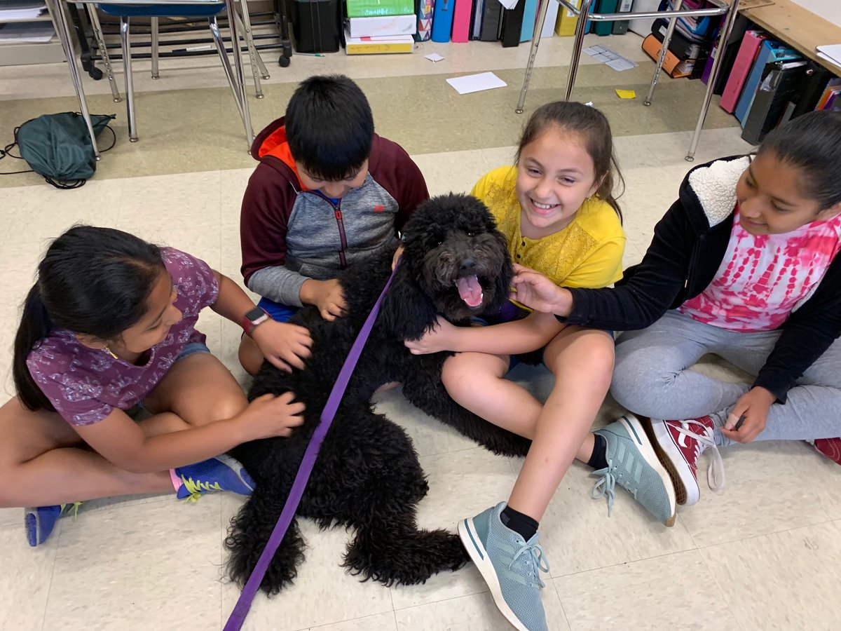 Muttigree's tweet photo. Peaches is the school dog in the #OssiningSchoolDistrict in NY. She has been pet by over 2,000 kids in the past week. The program continues to be one of the most sought after before school programs in the entire district. Keep up the good work, Peaches!
#Muttigrees #SchoolDogs https://t.co/oymdT9I4Vp