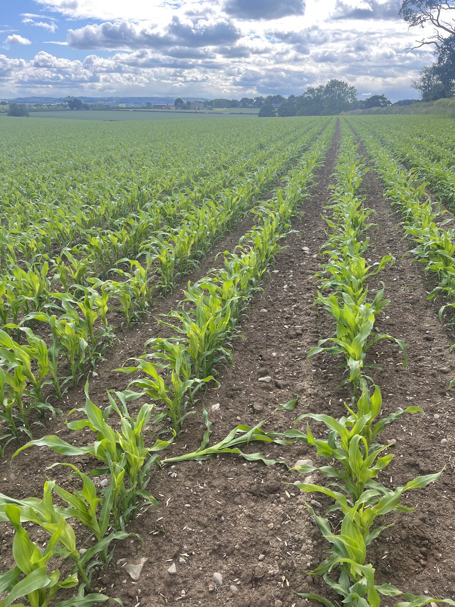 Guy Davies tweet media