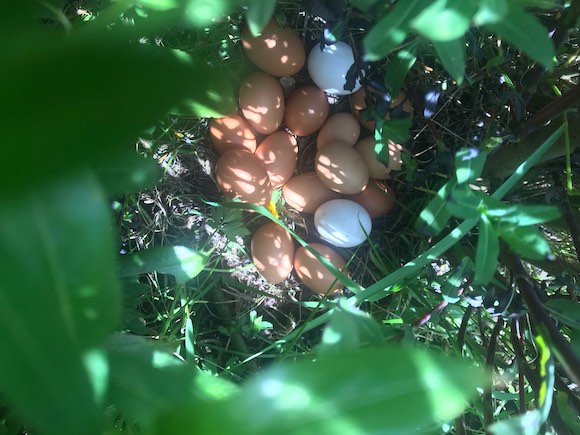 Cattle away / Stumpery / Bowhouse dlvr.it/T855tJ