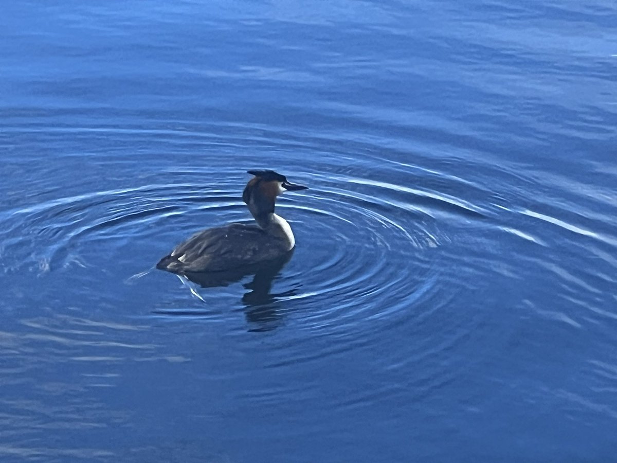 viksfish's tweet photo. Day 9 of #30DaysWild and enjoying the waterfowl around Cardiff Bay including a young coot with its mum hiding amongst lily pads and great crested grebe very busy diving https://t.co/O7NyjjgCIj