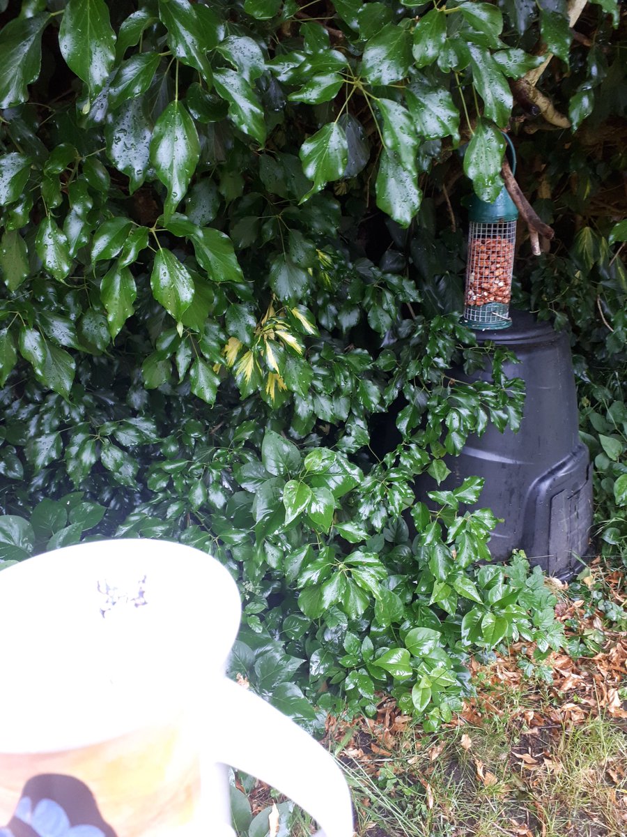 KJ_H4wkins's tweet photo. Day 10 #30DaysWild and #BreakfastOutside.
So, this morning's heavy rain meant breakfast outside wasn't that appealing! But I did walk around the garden, drinking my coffee, as the rain lashed down! Lunchtime was sunny though so sat outside for that instead! https://t.co/OA9g9pX7lg