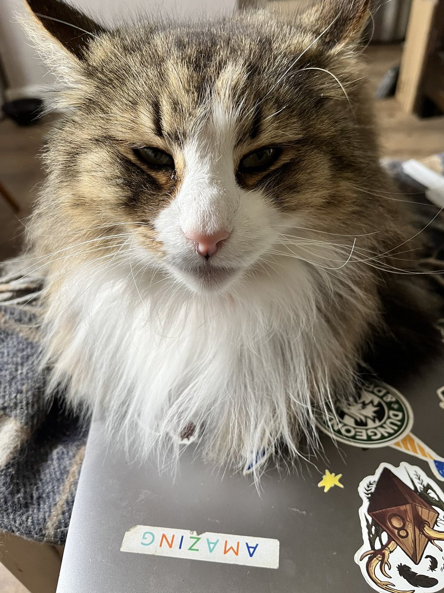 HankAndBrian's tweet photo. Holding the laptop hostage until foods is provided. https://t.co/E9j6WqnIZr