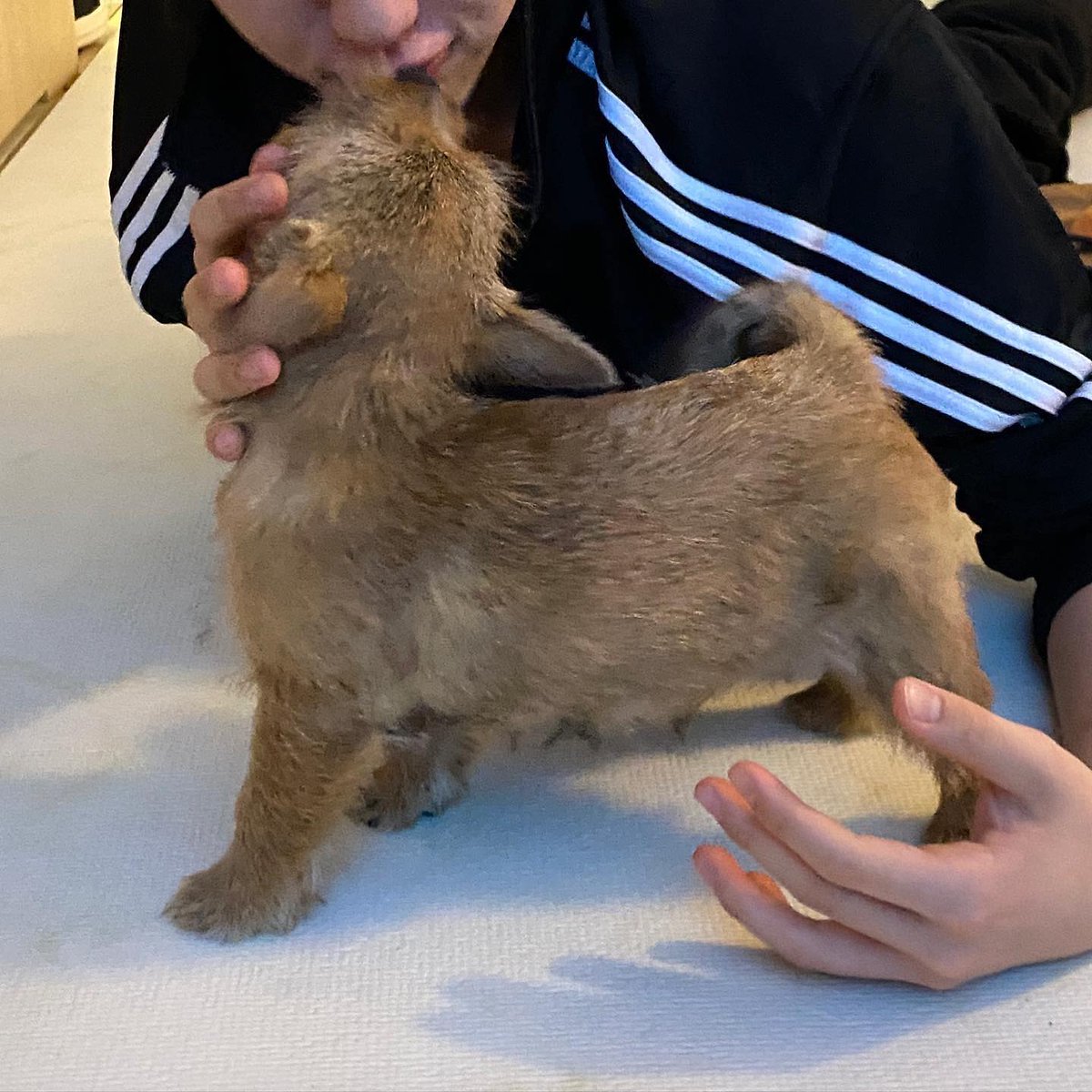 mytiger615's tweet photo. 라떼♥︎호시 영원하길... https://t.co/QJq20Nu7dM