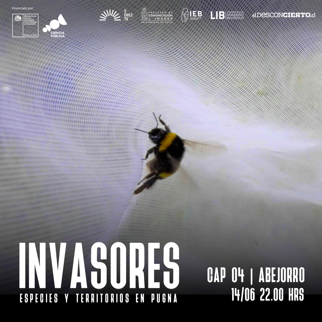 UChileTV's tweet photo. 🌻 Te queremos informar más sobre el abejorro y el del porqué es una especie invasora.

¡No te lo pierdas este nuevo capítulo de nuestra serie documental: Invasores!

⏰ Estreno: Viernes 14/06 a las 22 hrs. https://t.co/A9GrVsHXhp