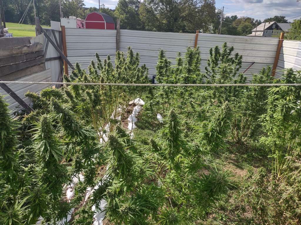 LeeLindenburger's tweet image. buff.ly/3U4YlMs 
Get ready for an amazing deal! 🚗📸🌿 Check out our free cannabis seed offer that includes autos, photos, or a mix of both! Discover why so many people are loving this deal! #CannabisSeeds #FreeDeal 🌱💰🔥