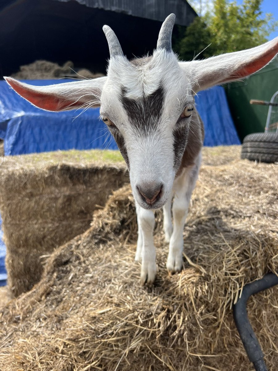 caenhillcc's tweet photo. Pixie our kid goat has a new friend a newly hatched peachick #pixiegoat #kidgoat #peachick https://t.co/8qEtAWc0Iv
