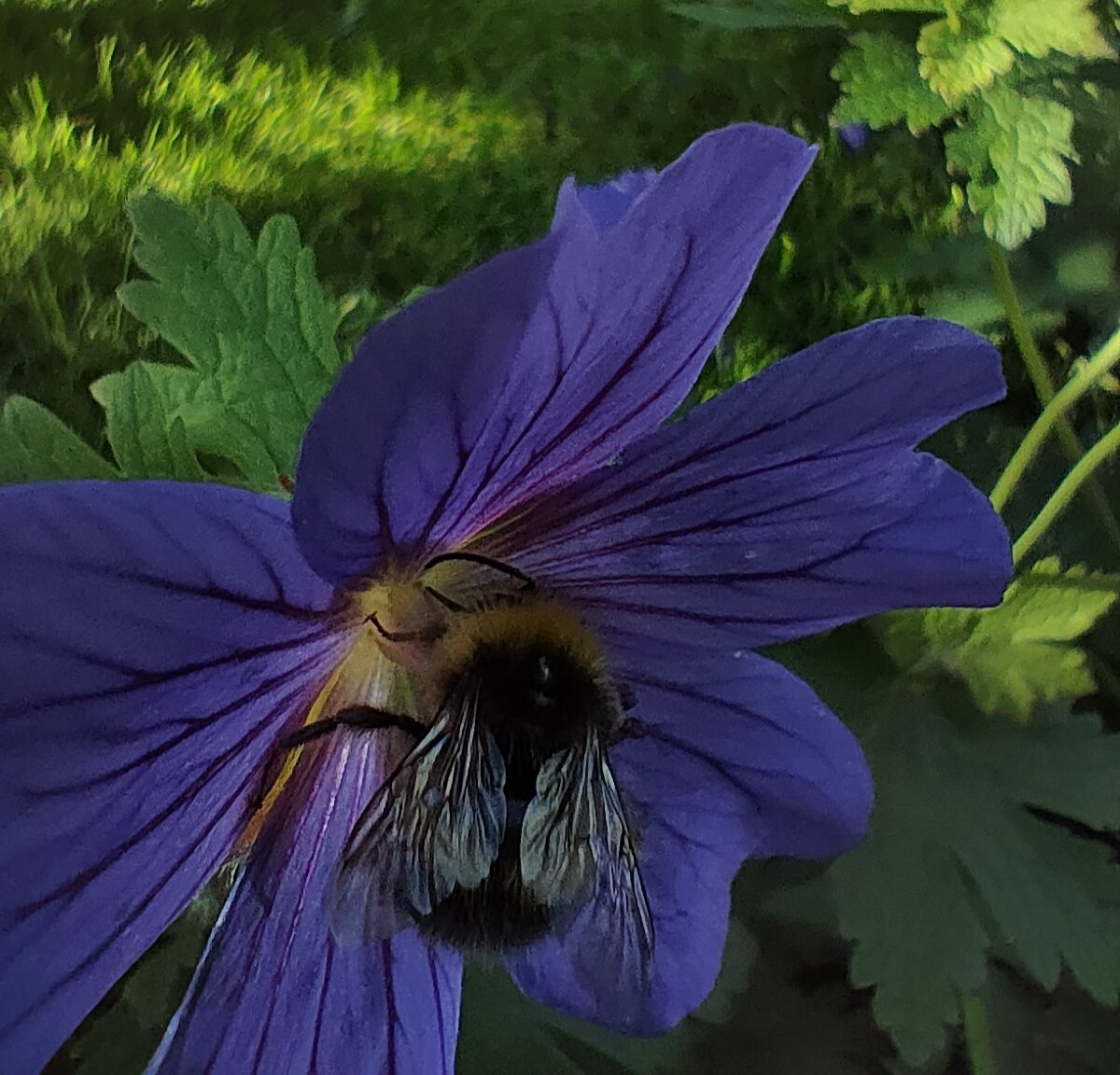 AndreaDean8's tweet photo. The garden is in full bloom and the bees are enjoying the geraniums.

#June #bees #nature #garden https://t.co/b5HuNgTn2a