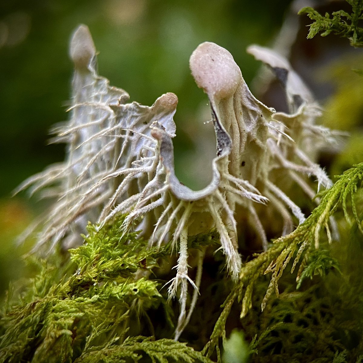 Dog lichen is cool af