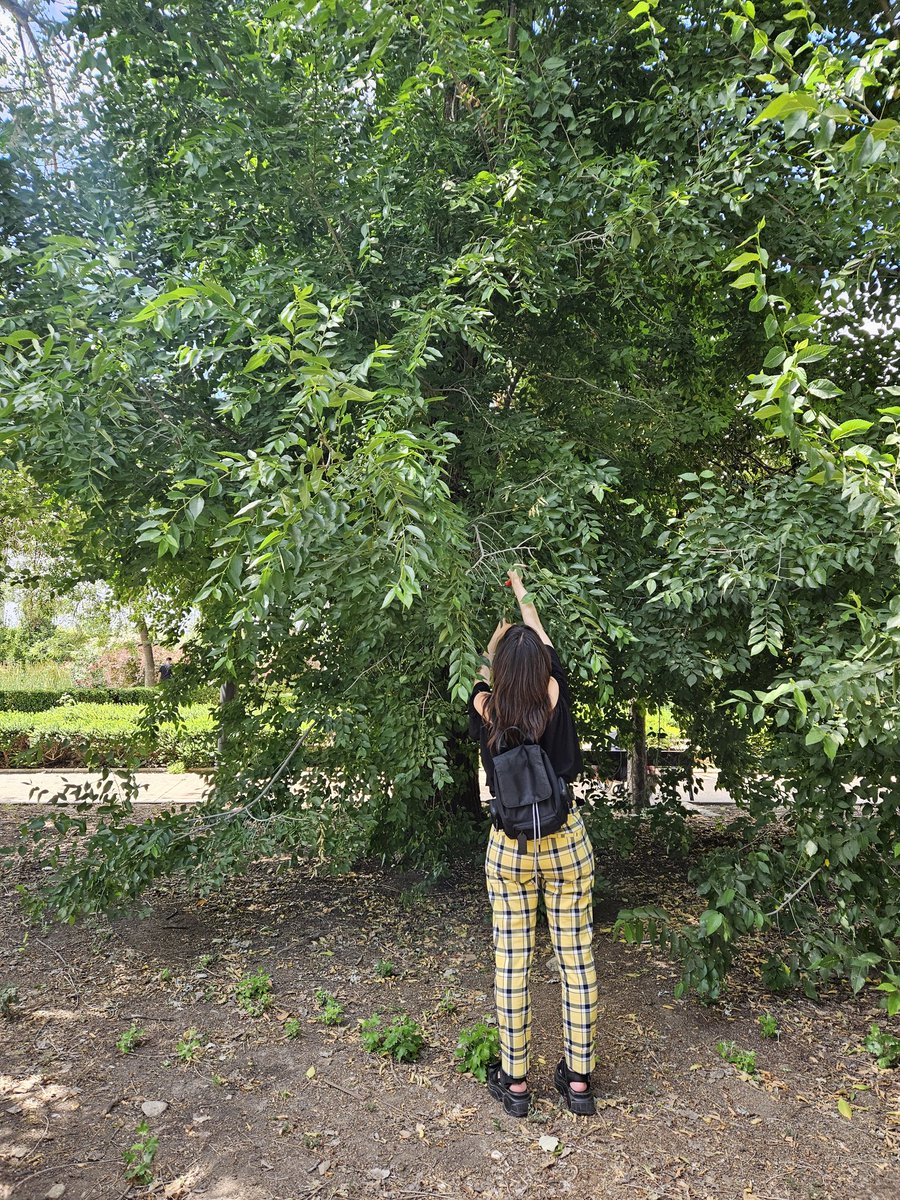 Comenzamos también con las medidas de rasgos funcionales de la arborización!