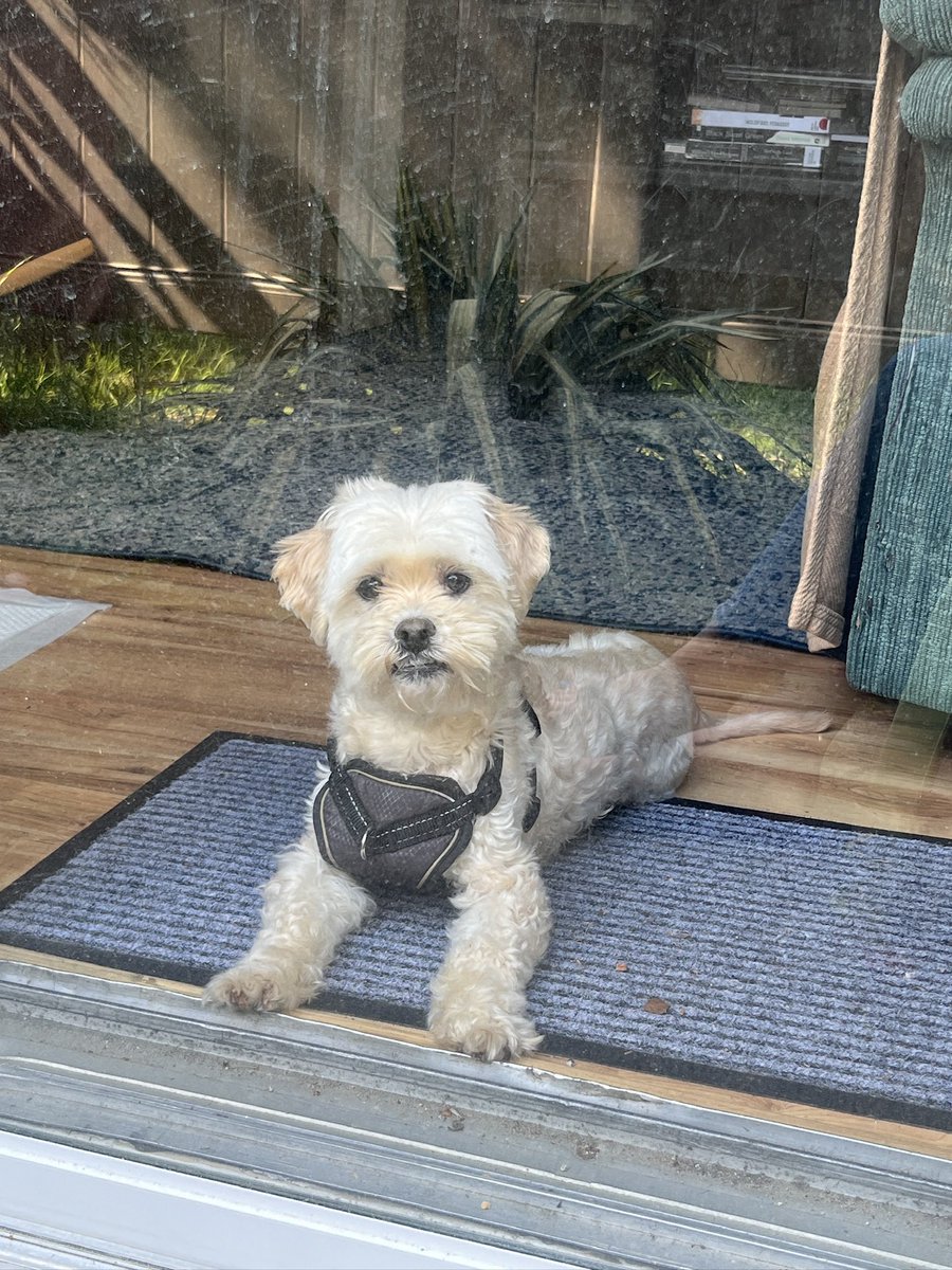 kweencthulhu's tweet photo. He wants to come outside, but he keeps sneaking under the fence. https://t.co/6kzKgMYbWZ