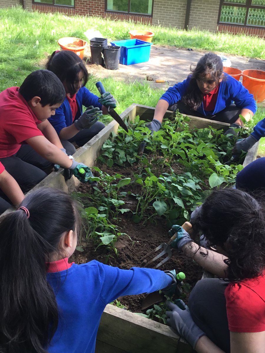 Copthorne PS (@copthornesch) on Twitter photo The runner beans are in and the potatoes are coming on nicely #GardeningClub #Wellbeing #WeExceed The runner beans are in and the potatoes are coming on nicely #GardeningClub #Wellbeing #WeExceed