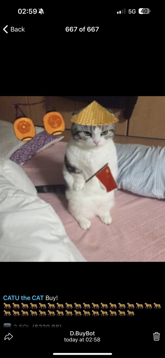 Catu the Cat tweet media