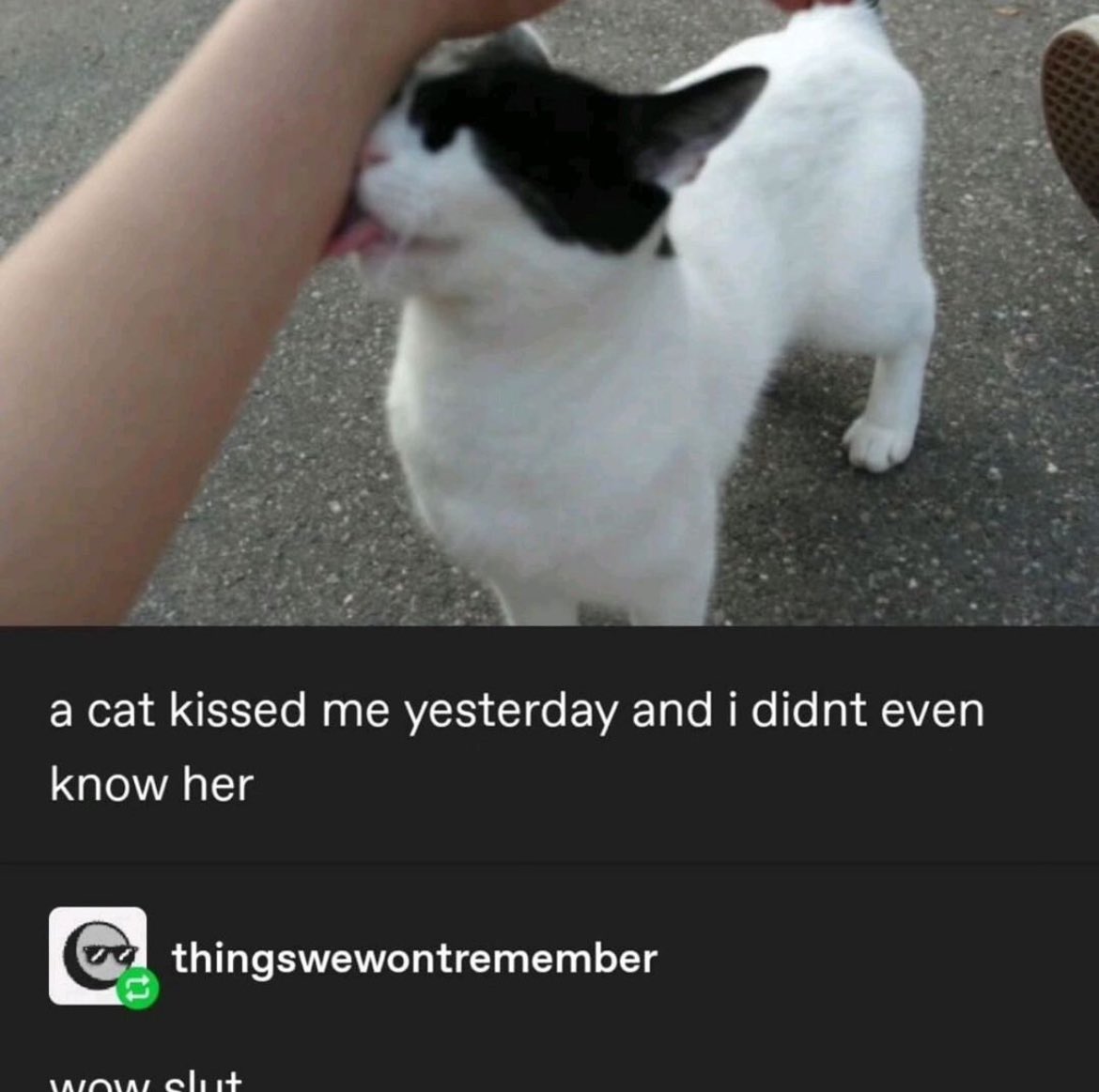 PunchingCat's tweet image. 