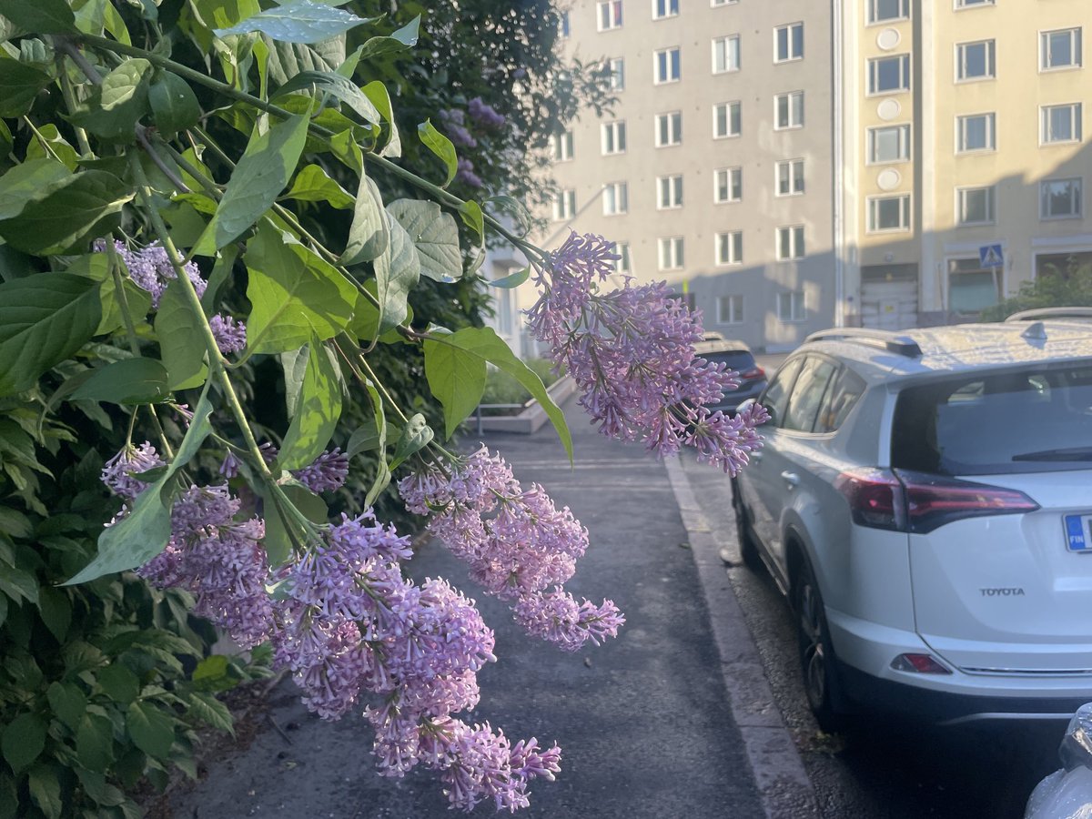 tempusultima's tweet photo. Töölöntullinkadulla seireenit, eiku syreenit tulevat suoraan syliin 😉 #syreenit #töölontullinkatu #takatöölö https://t.co/u2jEYKFT2x