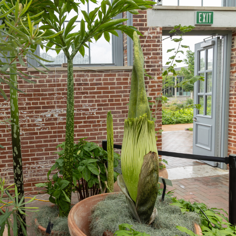 mobotgarden's tweet photo. 🚨 MILLIE IS BLOOMING 🚨

Our #CorpseFlower is finally blooming! Visitors can view Millie in the Linnean House from now until 5 p.m. The Garden will be re-open for free viewings TONIGHT from 8 p.m. to 12:30 a.m. Hope to see you there! 

📸 Nathan Kwarta

#MOBOTGarden